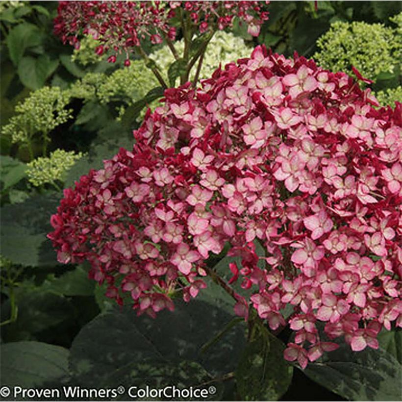 Hydrangea arborescens Ruby Annabelle - Ortensia (Fioritura)