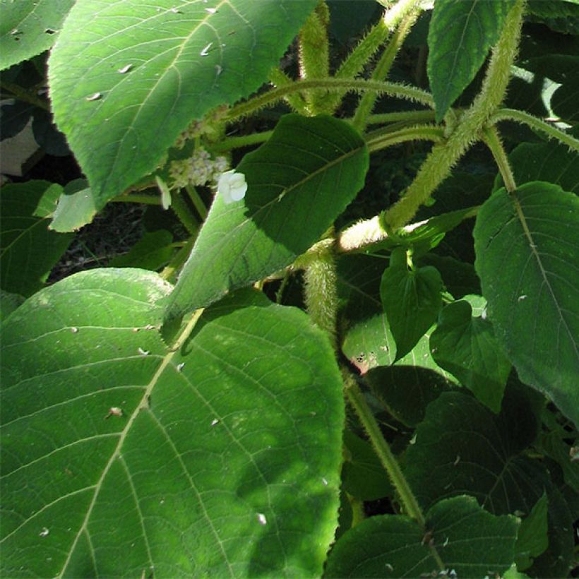 Hydrangea aspera Anthony Bullivant - Ortensia (Fogliame)