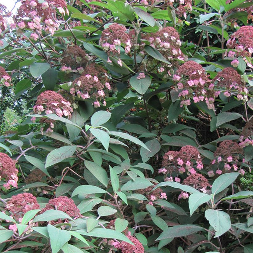 Hydrangea aspera Anthony Bullivant - Ortensia (Fioritura)