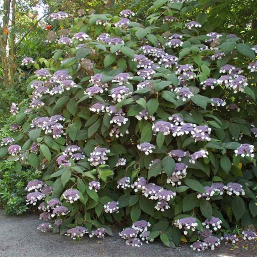 Hydrangea aspera Bellevue - Ortensia (Fioritura)