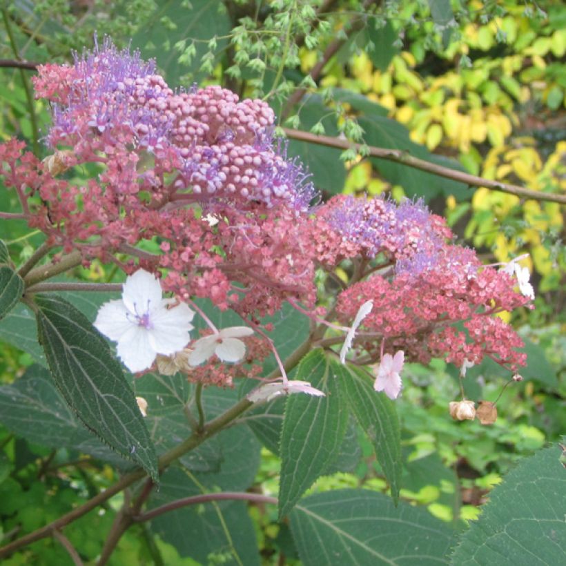 Hydrangea aspera Kawakami - Ortensia (Fioritura)