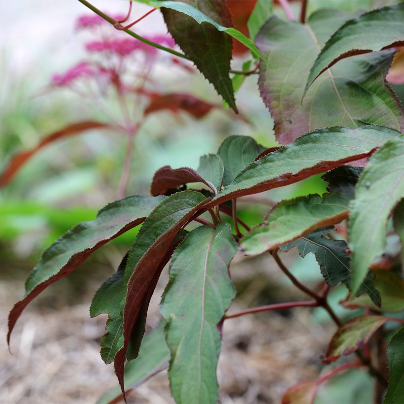 Hydrangea aspera Rosemary Foster - Ortensia (Fogliame)