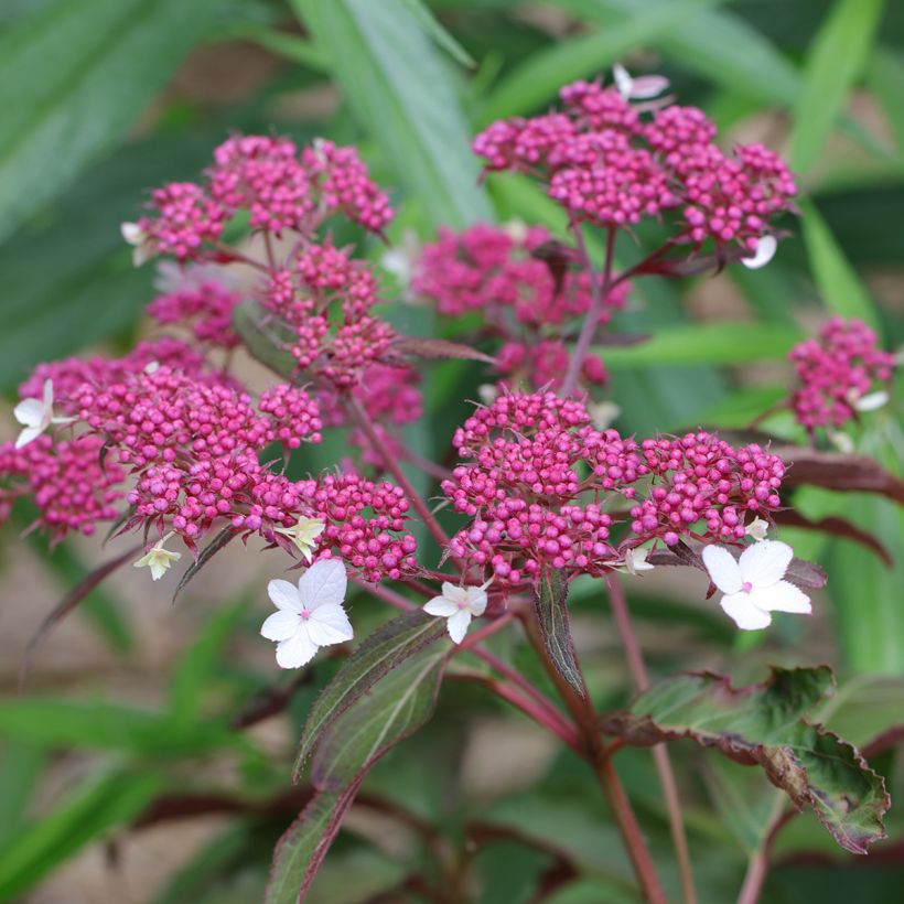 Hydrangea aspera Rosemary Foster - Ortensia (Fioritura)