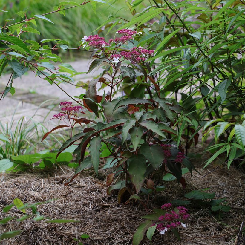 Hydrangea aspera Rosemary Foster - Ortensia (Porto)