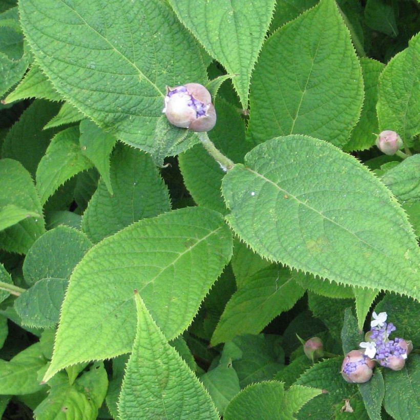 Hydrangea involucrata - Ortensia (Fogliame)