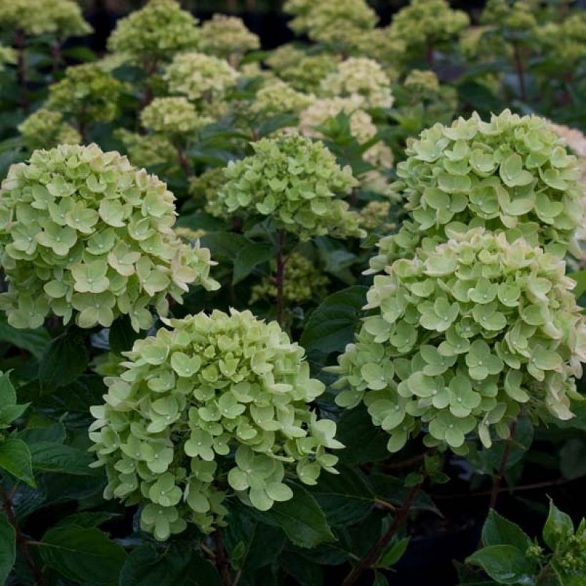 Hydrangea paniculata Little Lime - Ortensia paniculata (Fioritura)