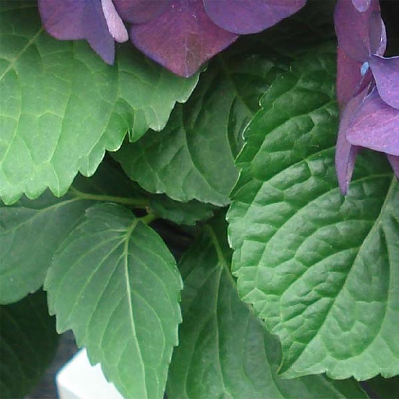 Hydrangea macrophylla Deep Purple Dance - Ortensia (Fogliame)