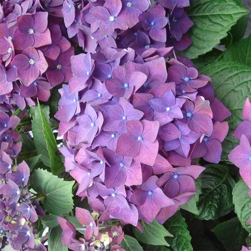 Hydrangea macrophylla Deep Purple Dance - Ortensia (Fioritura)