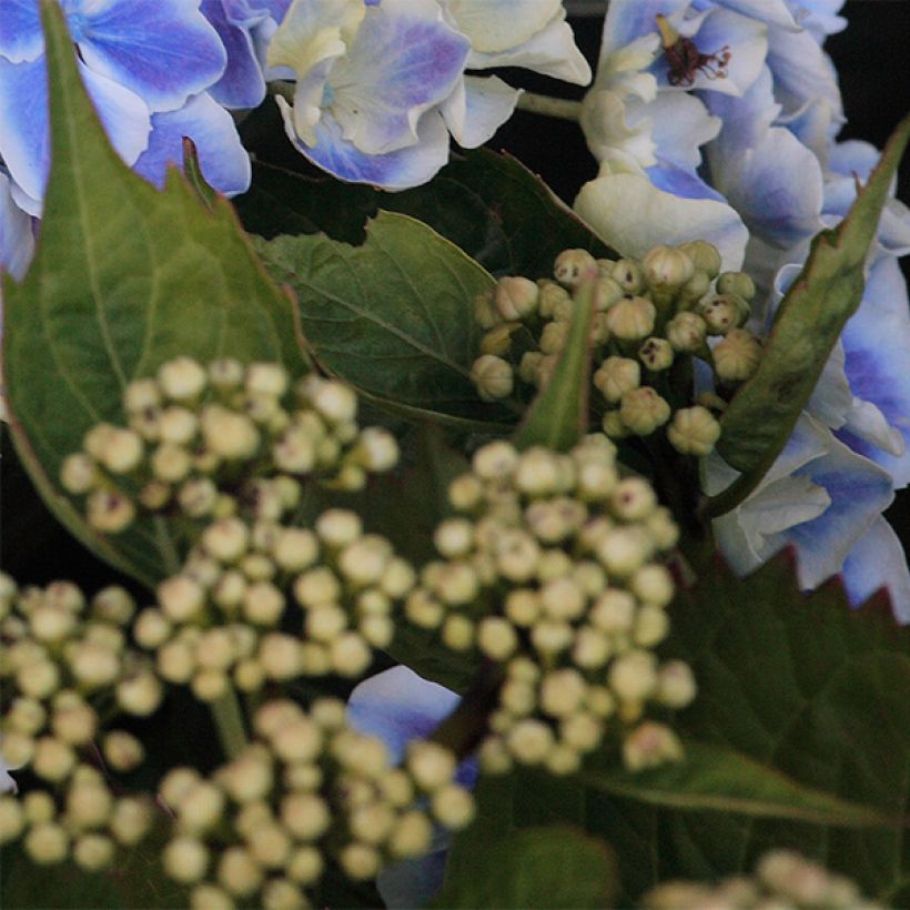 Hydrangea macrophylla Lady Fujiyo - Ortensia (Fogliame)