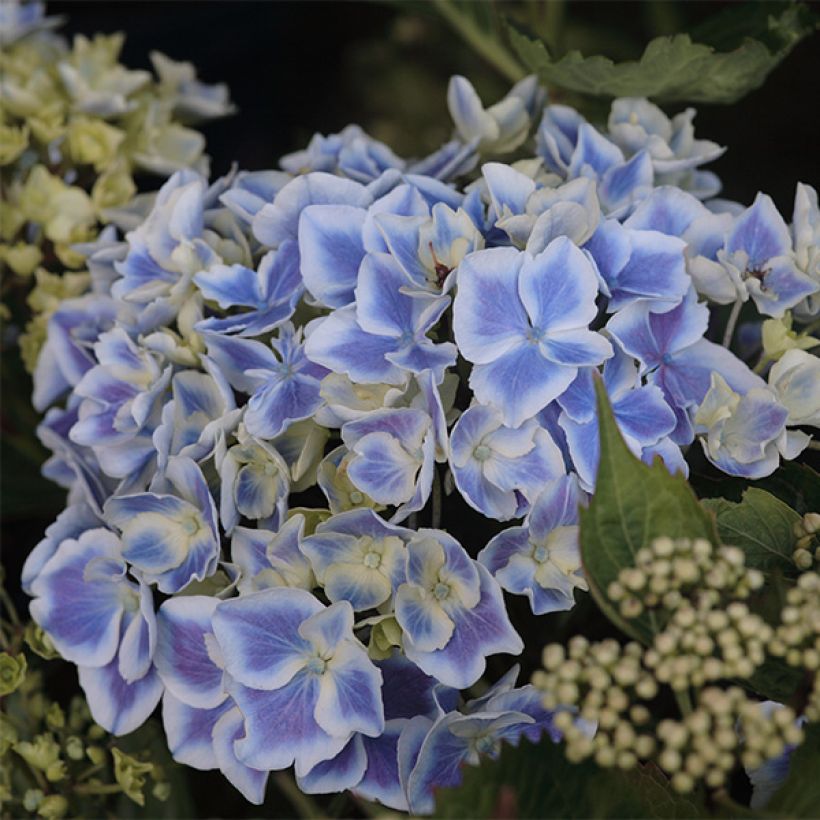 Hydrangea macrophylla Lady Fujiyo - Ortensia (Fioritura)