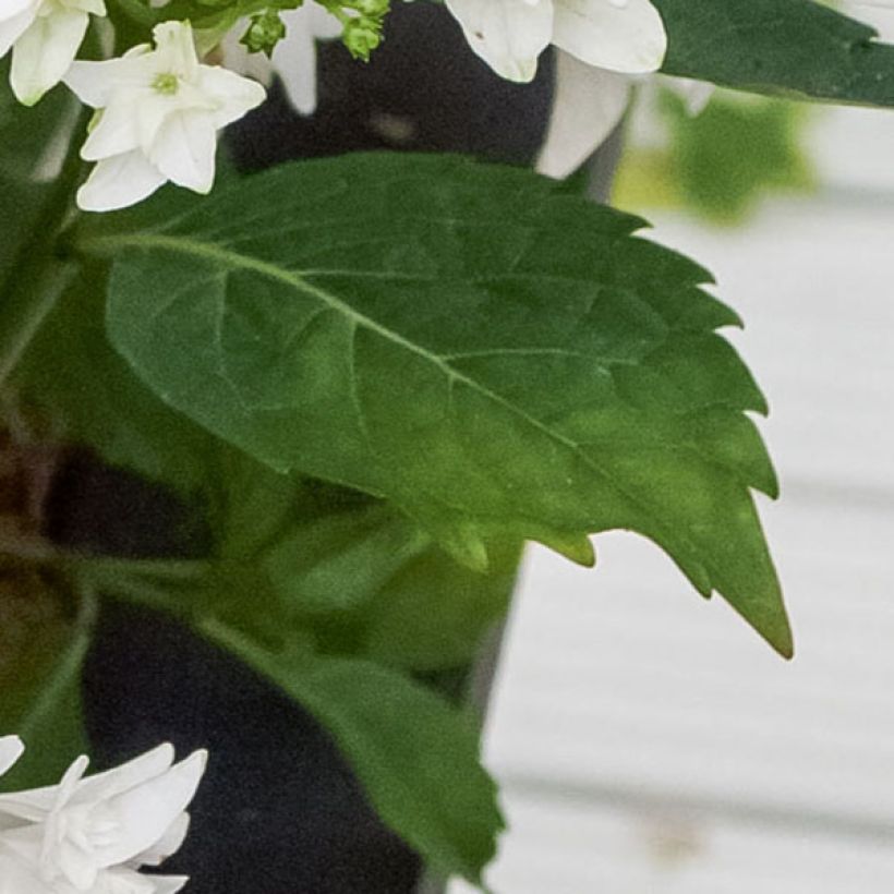 Hydrangea macrophylla Shooting Star - Ortensia (Fogliame)