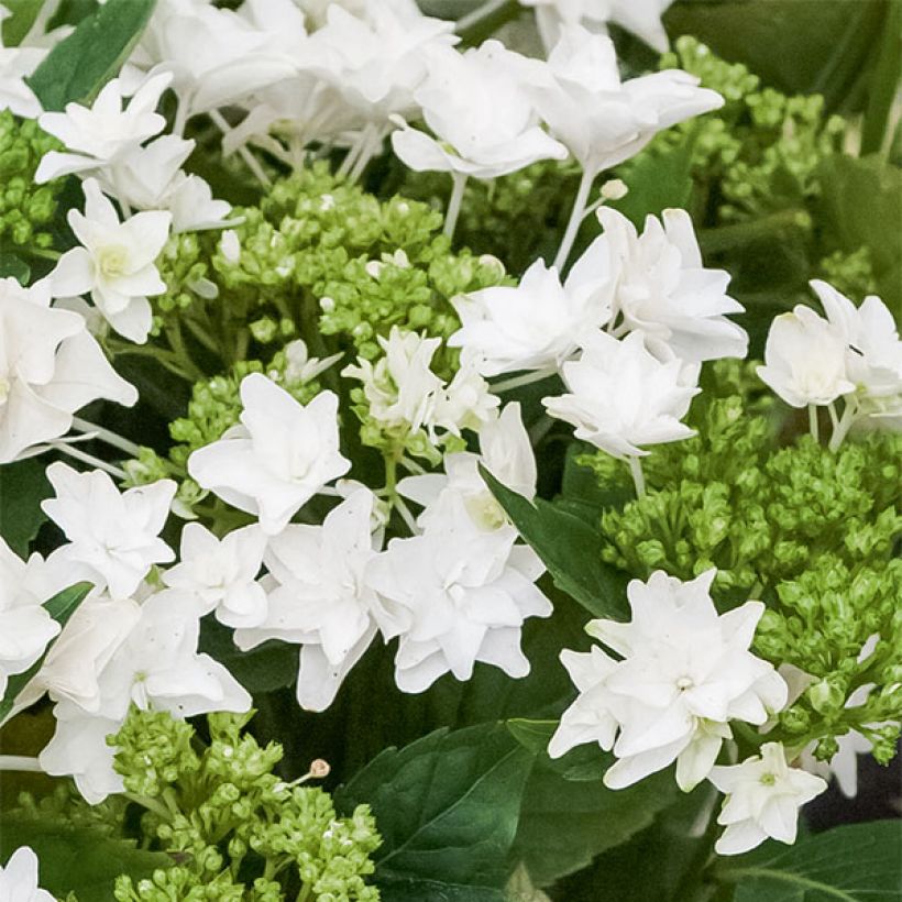 Hydrangea macrophylla Shooting Star - Ortensia (Fioritura)