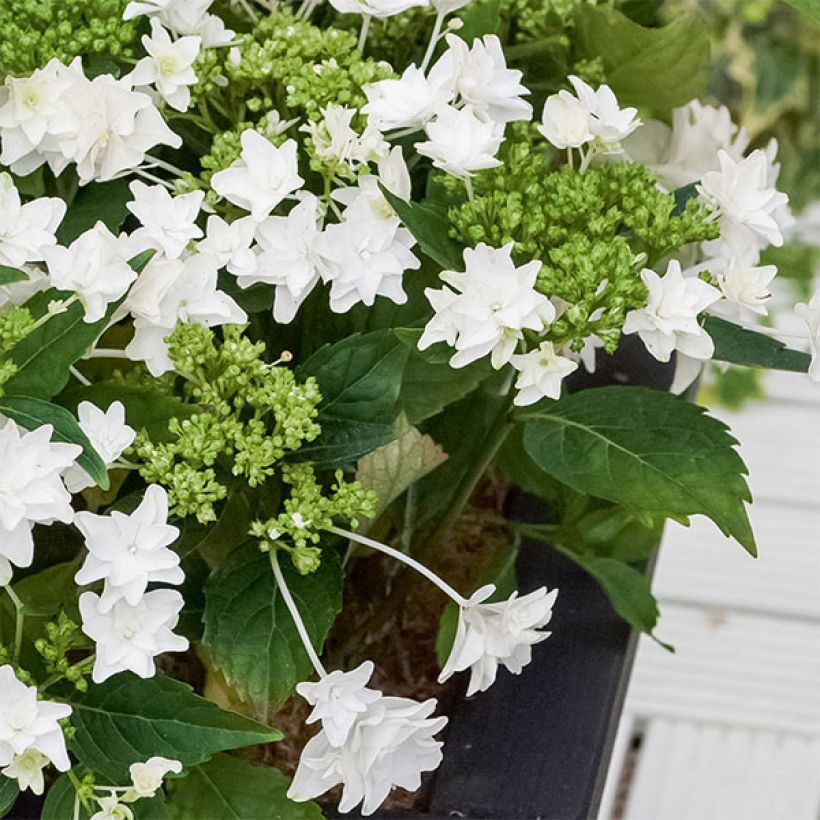 Hydrangea macrophylla Shooting Star - Ortensia (Porto)