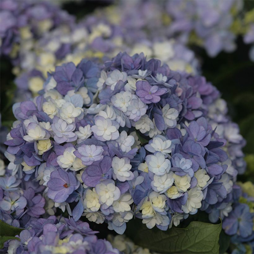 Hydrangea macrophylla Tea Time Together - Ortensia (Fioritura)