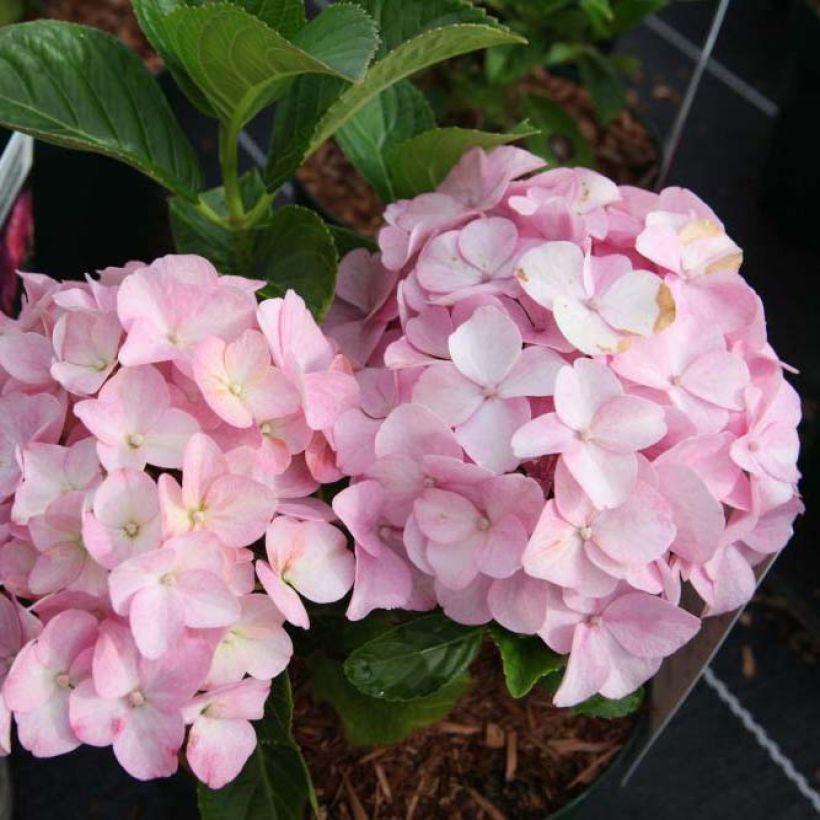 Hydrangea macrophylla Belle Séduction - Ortensia (Fioritura)