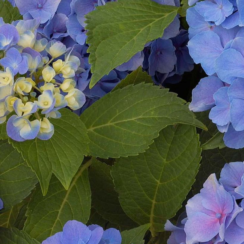 Hydrangea macrophylla Benelux Blue - Ortensia (Fogliame)