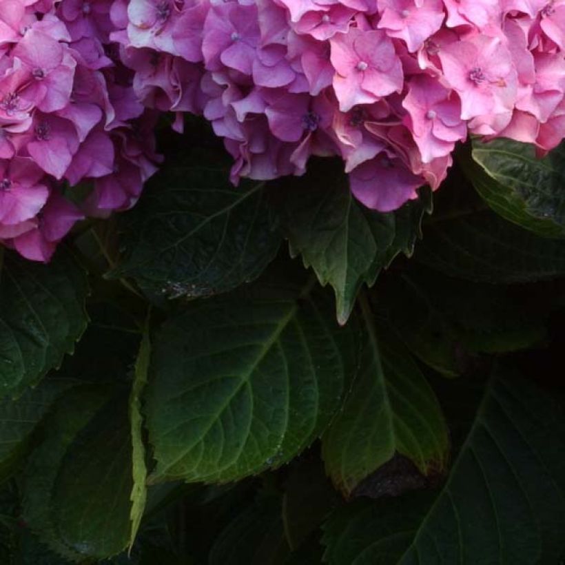 Hydrangea macrophylla Benelux Pink - Ortensia (Fogliame)