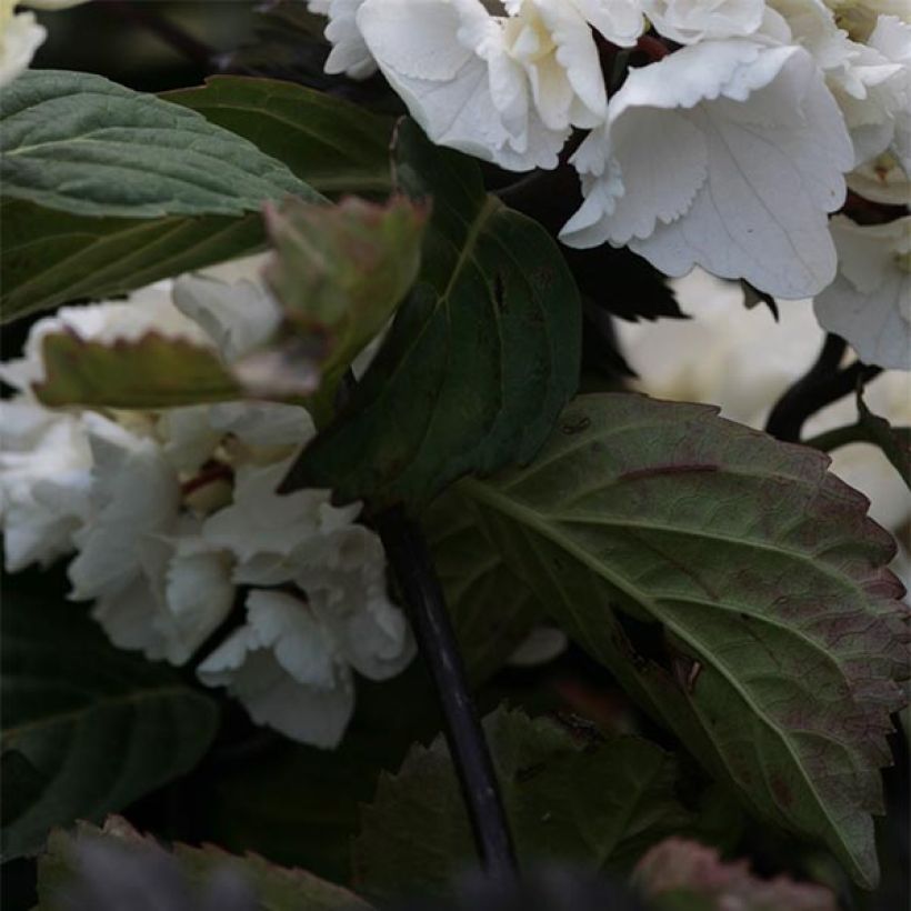 Hydrangea macrophylla Black Steel Zebra - Ortensia (Fogliame)