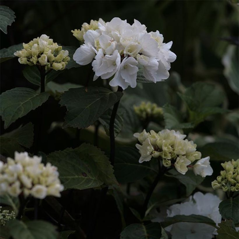 Hydrangea macrophylla Black Steel Zebra - Ortensia (Fioritura)