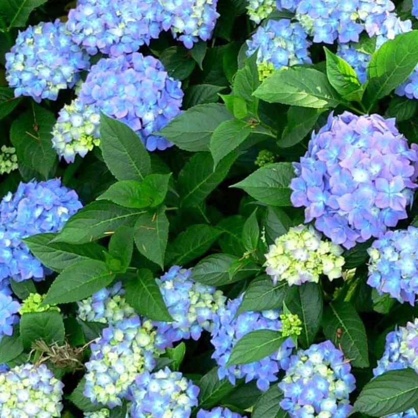 Hydrangea macrophylla Blauer Prinz - Ortensia (Fogliame)