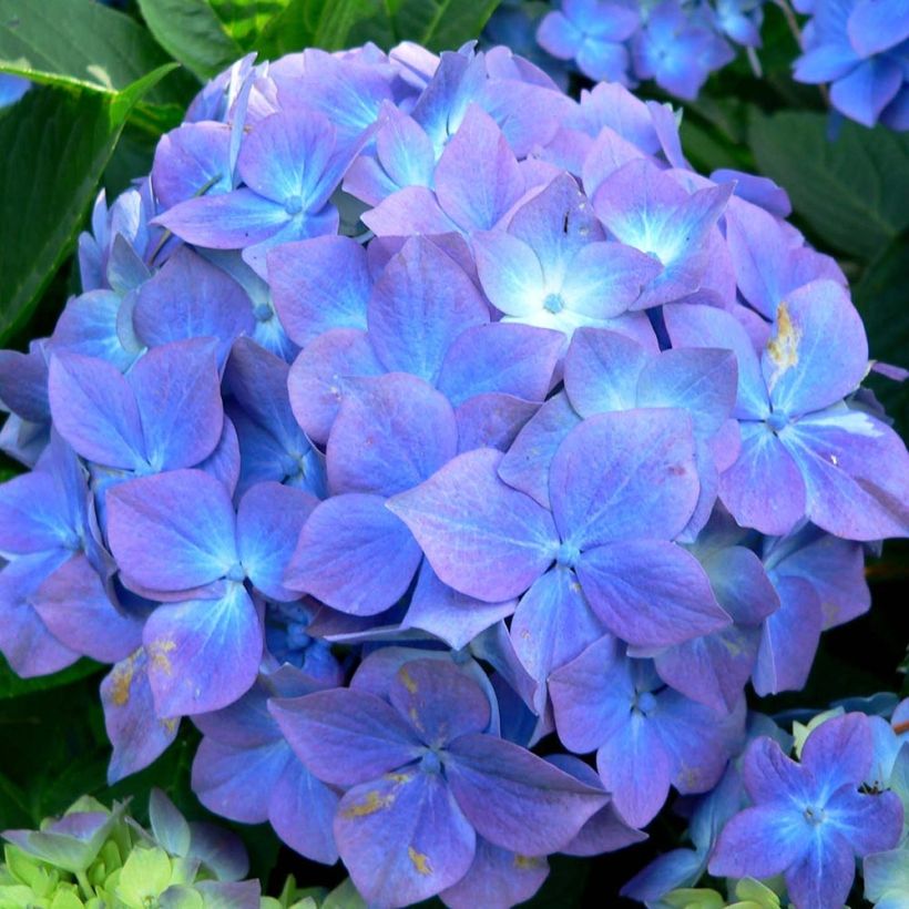 Hydrangea macrophylla Blauer Prinz - Ortensia (Fioritura)