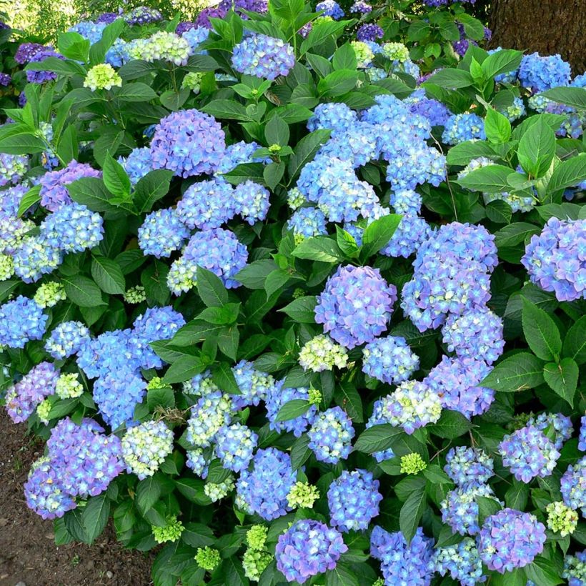 Hydrangea macrophylla Blauer Prinz - Ortensia (Porto)