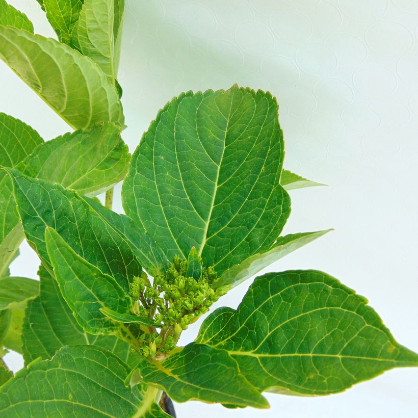 Hydrangea macrophylla Blaumeise - Ortensia (Fogliame)