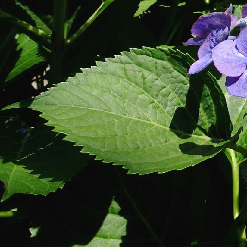 Hydrangea macrophylla Blue Sky - Ortensia (Fogliame)