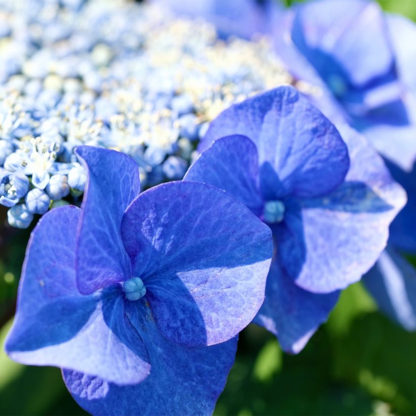 Hydrangea macrophylla Blue Sky - Ortensia (Fioritura)