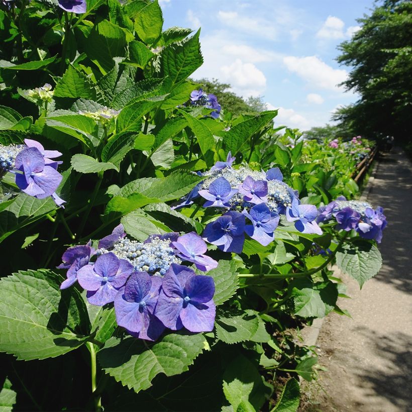 Hydrangea macrophylla Blue Sky - Ortensia (Porto)