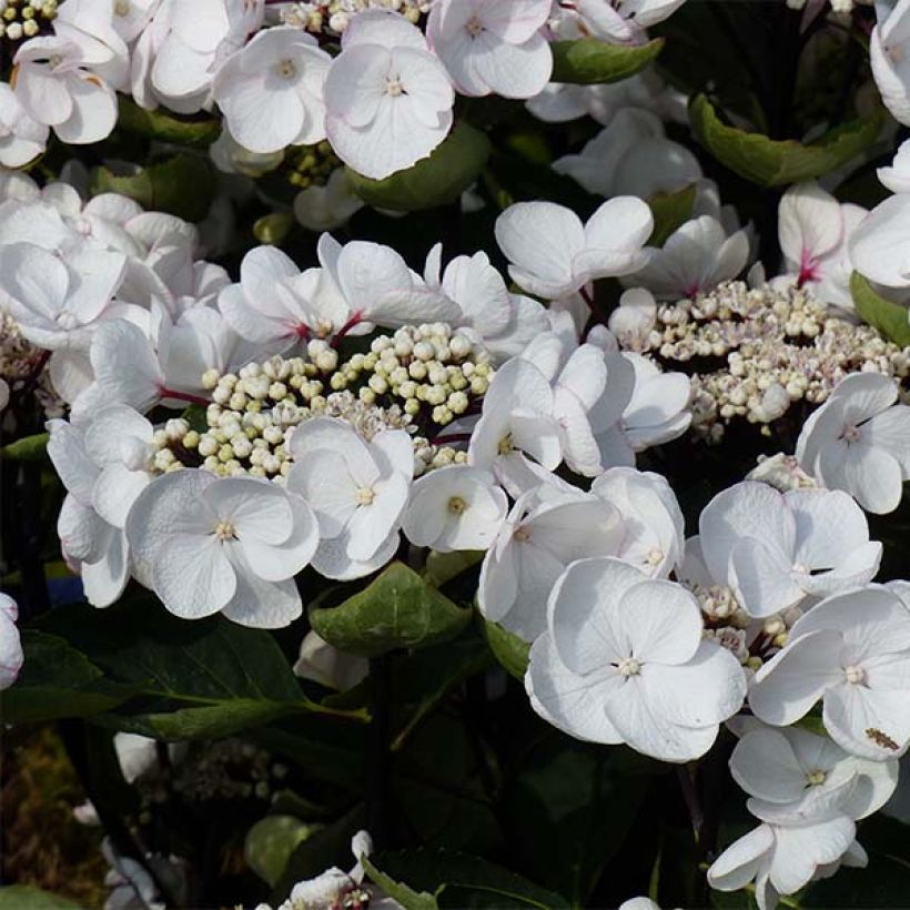 Hydrangea macrophylla Rendez-Vous Choco Chic - Ortensia (Fioritura)