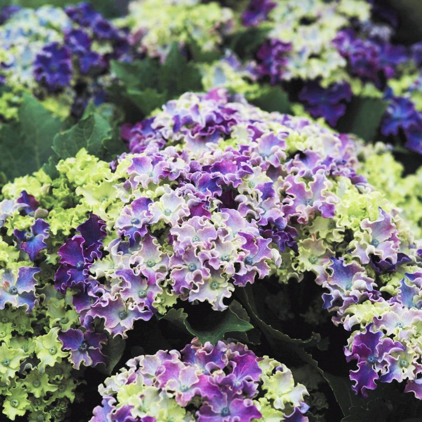 Hydrangea macrophylla Curly Sparkle Blue - Ortensia (Fioritura)