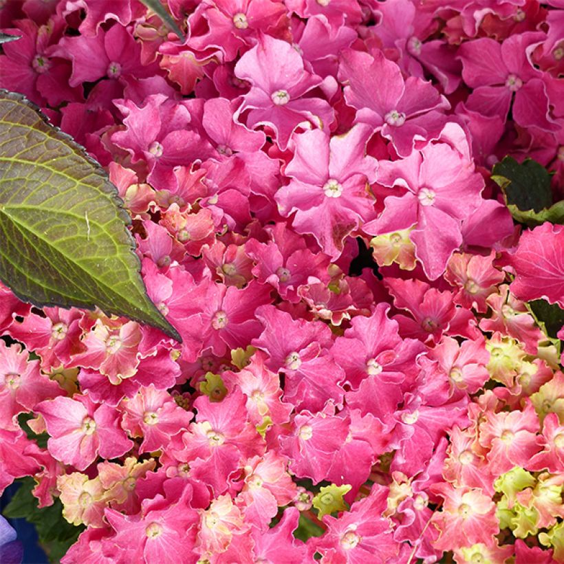 Hydrangea macrophylla Curly Sparkle Red - Ortensia (Fioritura)