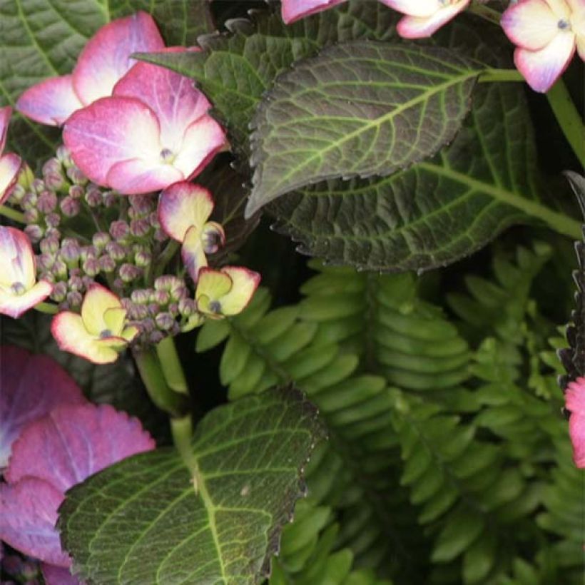 Hydrangea macrophylla Dark Angel Purple - Ortensia (Fogliame)