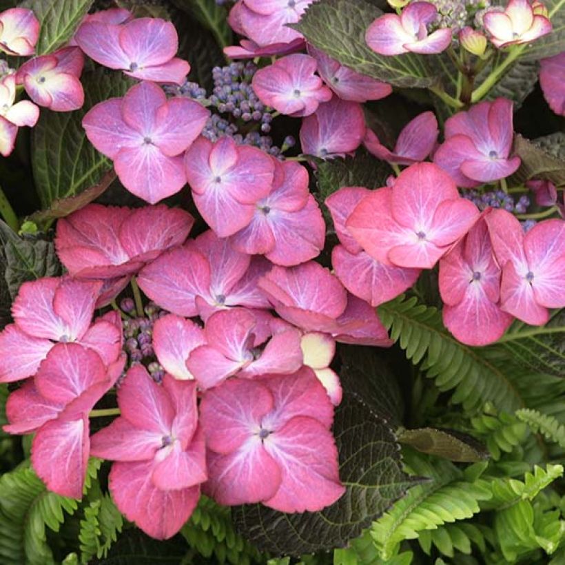 Hydrangea macrophylla Dark Angel Purple - Ortensia (Fioritura)