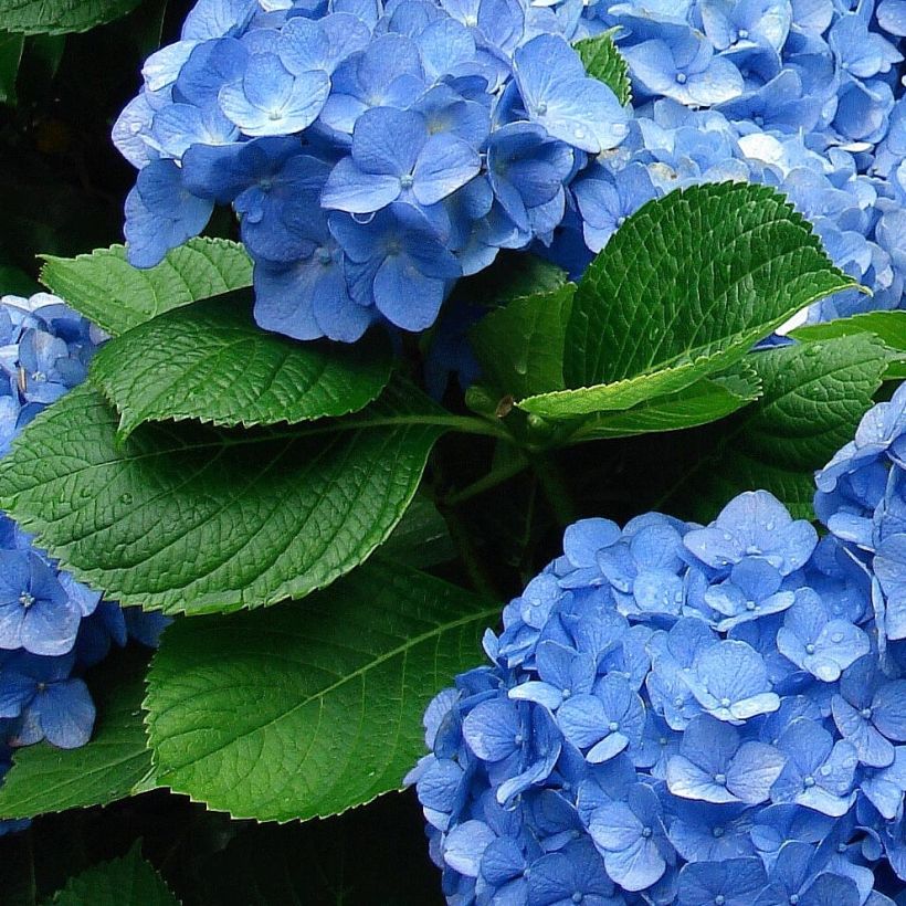 Hydrangea macrophylla Deutschland - Ortensia (Fogliame)