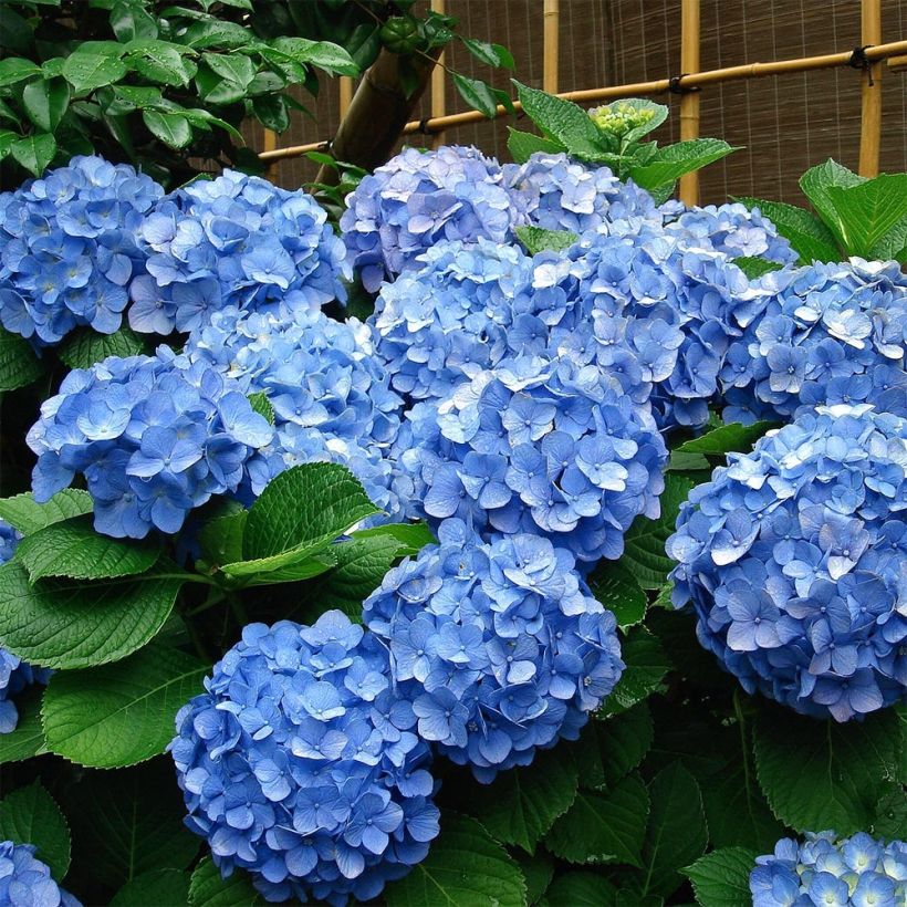 Hydrangea macrophylla Deutschland - Ortensia (Porto)