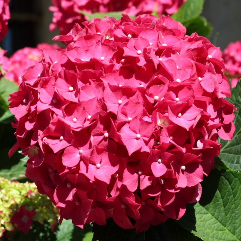 Hydrangea macrophylla Deutschland - Ortensia (Fioritura)