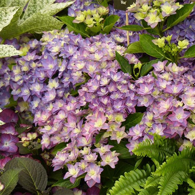 Hydrangea macrophylla Double Dutch Blue - Ortensia (Fioritura)