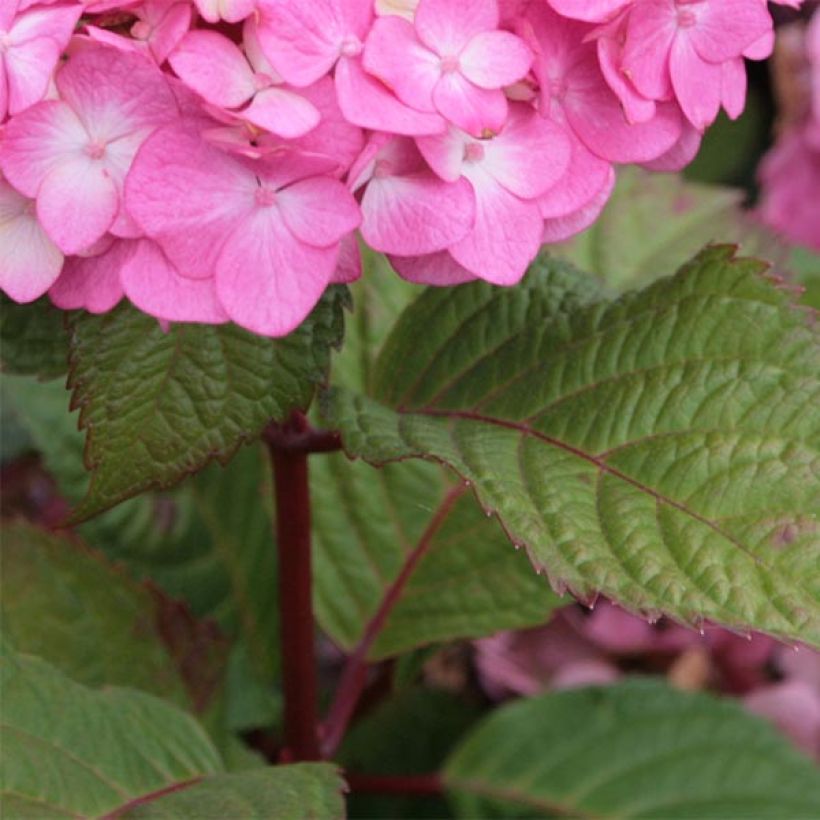 Hydrangea macrophylla Endless Summer Bloomstar - Ortensia (Fogliame)