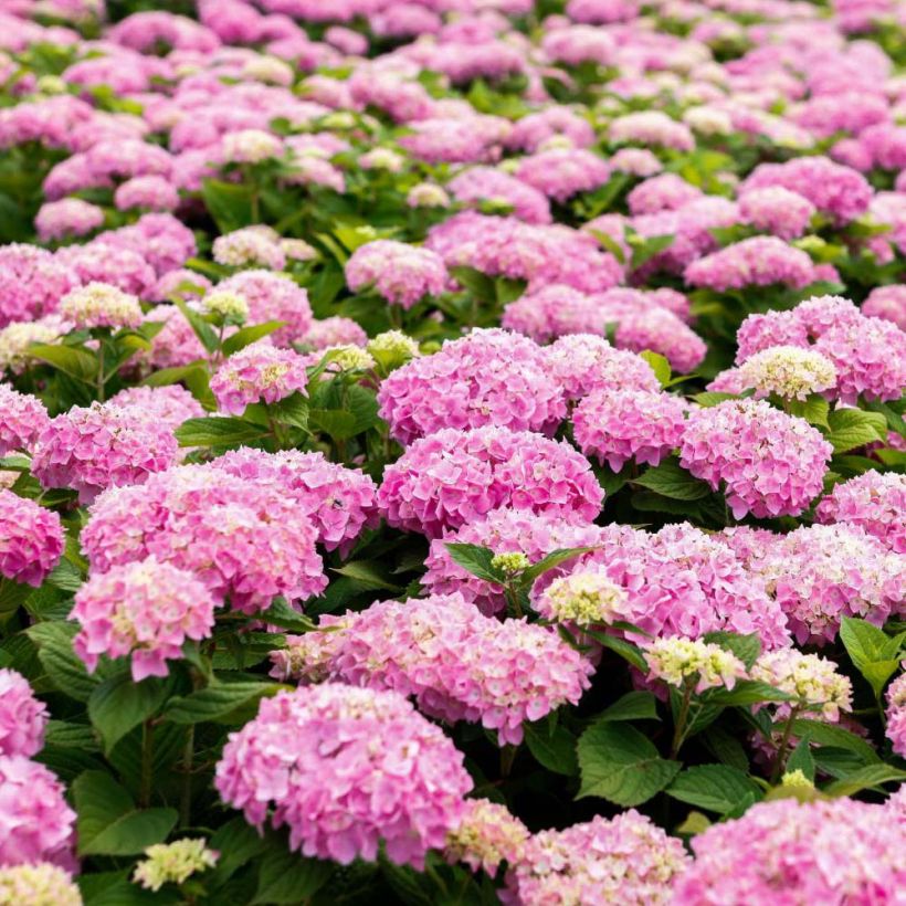 Hydrangea macrophylla Endless Summer The Original Pink - Ortensia (Fioritura)