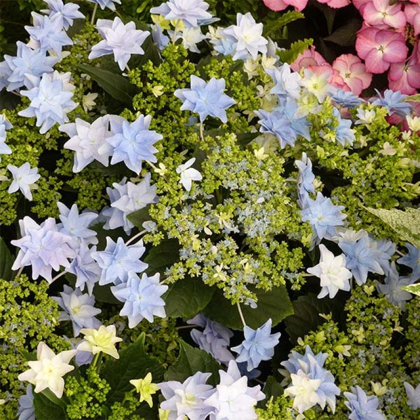 Hydrangea macrophylla Fireworks Blue - Ortensia (Fioritura)