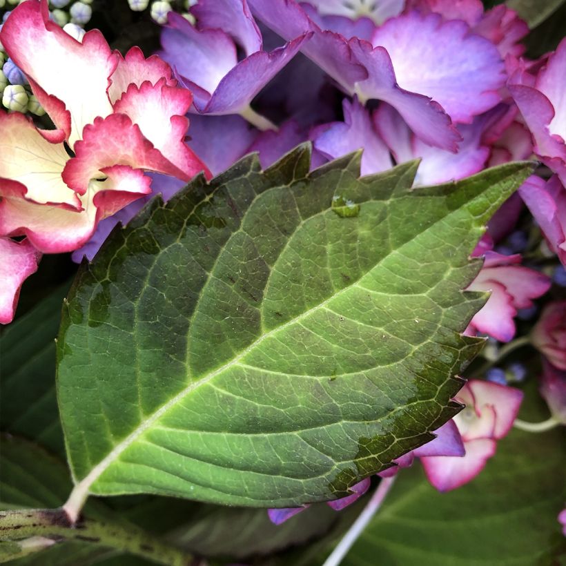 Hydrangea macrophylla Rendez-Vous French Cancan - Ortensia (Fogliame)