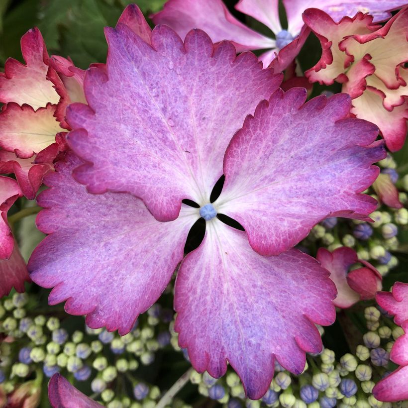 Hydrangea macrophylla Rendez-Vous French Cancan - Ortensia (Fioritura)