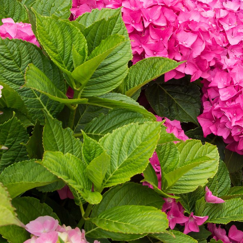 Hydrangea macrophyla Freudenstein - Ortensia (Fogliame)