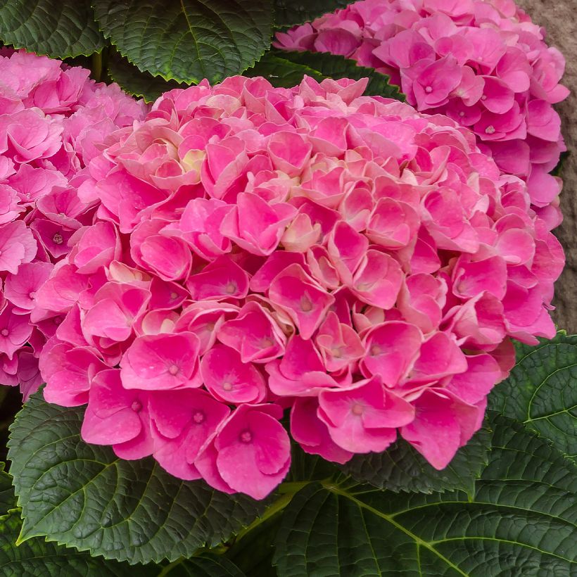 Hydrangea macrophyla Freudenstein - Ortensia (Fioritura)