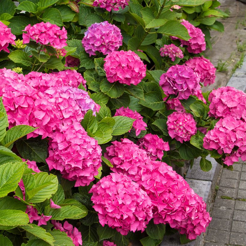 Hydrangea macrophyla Freudenstein - Ortensia (Porto)