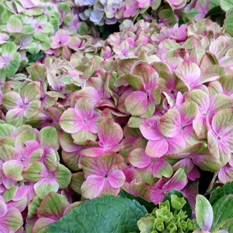 Hydrangea macrophylla Magical Amethyst - Ortensia (Fioritura)