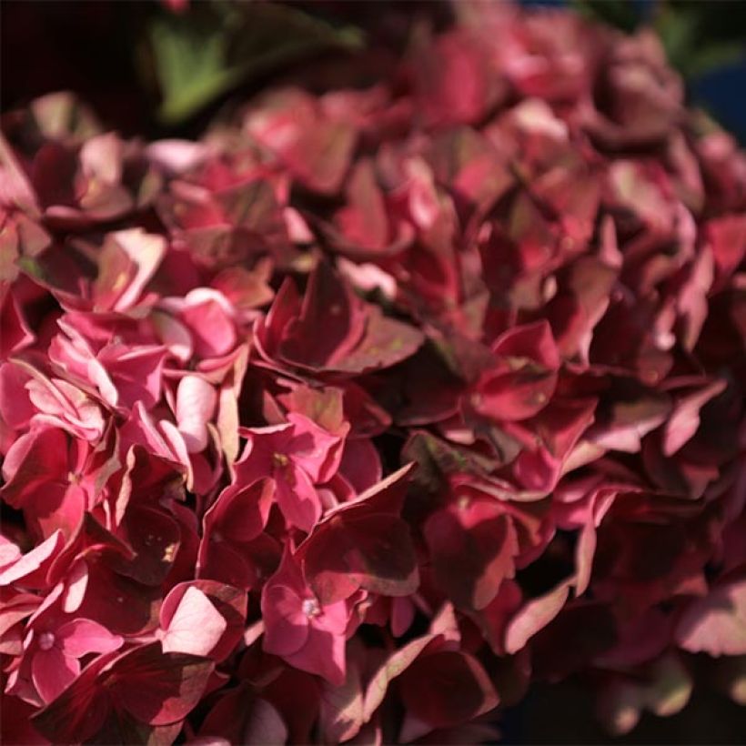 Hydrangea macrophylla Magical Crimson - Ortensia (Fioritura)