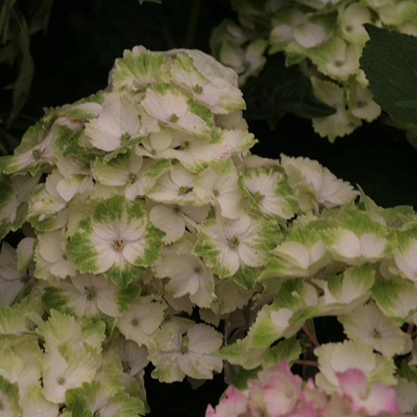 Hydrangea macrophylla Magical Noblesse - Ortensia (Fioritura)